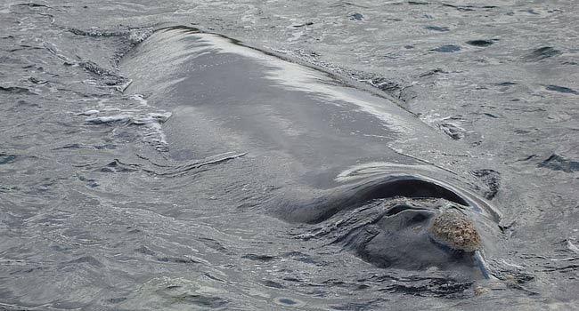 Close encounters of the whale kind...