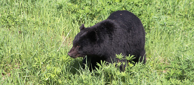 Black Bear.