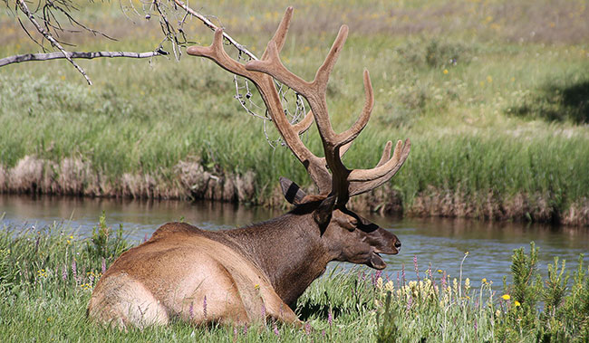 Elk in Yellowstone National Park.