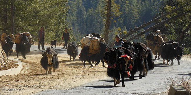 Yaks are still used to carry
          goods in Bhutan.