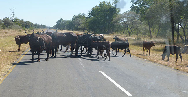 Buffalo on the road.