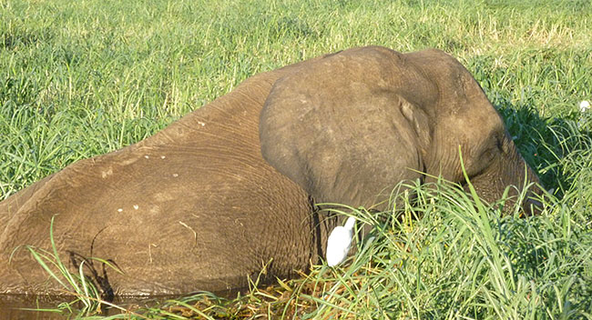 Elephants in the long grass.