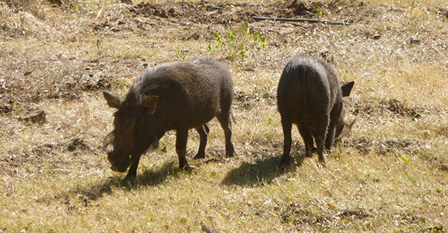 Warwicks friendly warthogs.