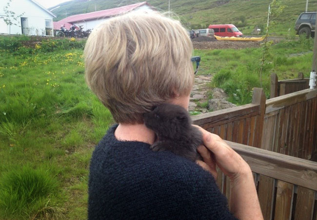 The dark haired one is the arctic fox.