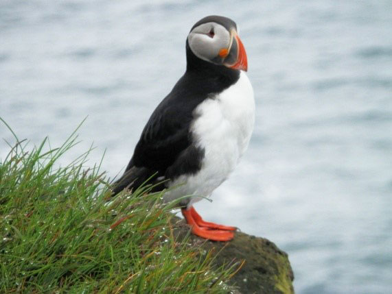 Puffin on cliff edge.