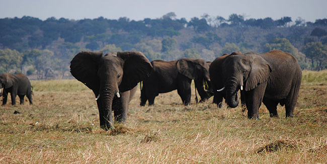 Elephants in the Chobe National Park, Botswana.