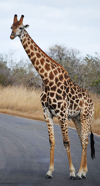 Giraffe on
          the road - watch out BMW's.