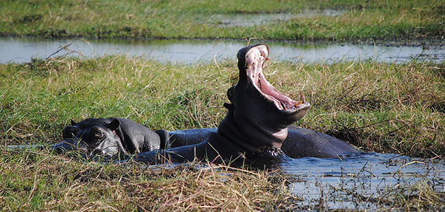 Hippos in the Chobe National Park, Botswana.