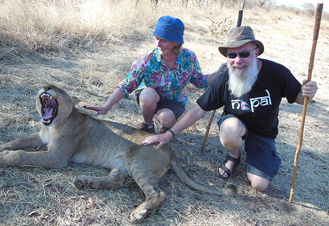 Patting lions - stick to put in mouth if they get
          aggressive?