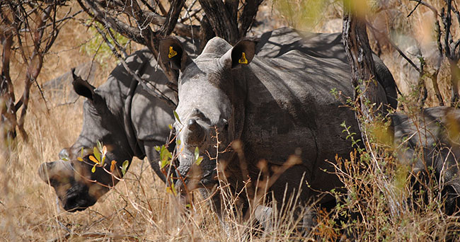 Walking with rhinos.