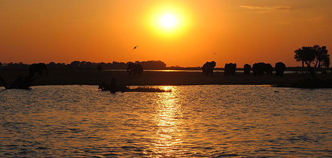 Sunset and elephants.