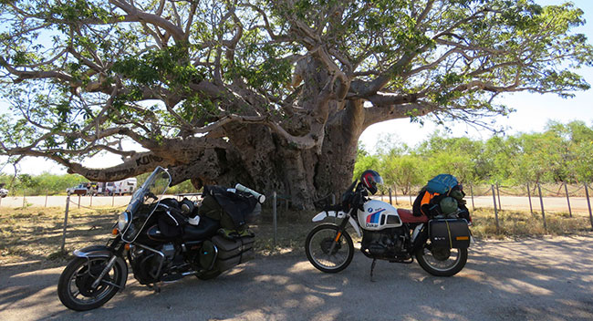 Boab tree near Broome.